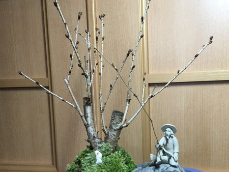 御殿場桜と釣り人形盆栽 